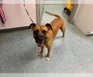 Mutt Dogs for adoption in St. Cloud, FL, USA