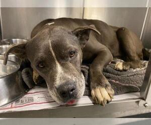 American Pit Bull Terrier Dogs for adoption in San Antonio, TX, USA