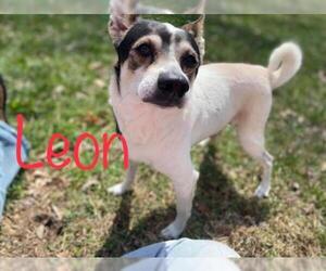 Jack Russell Terrier Dogs for adoption in Kendallville, IN, USA