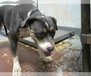 American Pit Bull Terrier Dogs for adoption in Atlanta, GA, USA