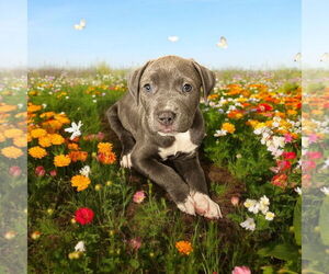 American Pit Bull Terrier Dogs for adoption in Menifee, CA, USA