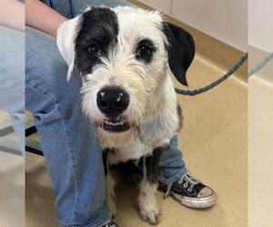 Sheepadoodle Dogs for adoption in Placerville, CA, USA