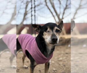 Chiweenie Dogs for adoption in Chico, CA, USA