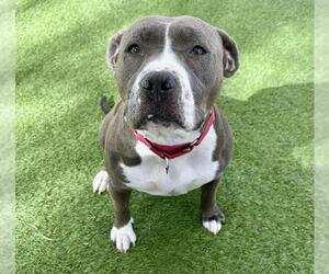 American Pit Bull Terrier-Unknown Mix Dogs for adoption in Las Vegas, NV, USA