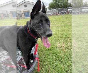 German Shepherd Dog Dogs for adoption in Corpus Christi, TX, USA