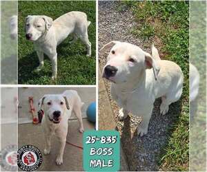 American Pit Bull Terrier-Australian Shepherd Mix Dogs for adoption in Georgetown, KY, USA