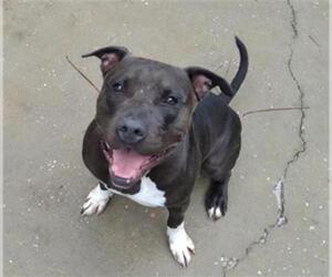 American Staffordshire Terrier Dogs for adoption in Gainesville, FL, USA