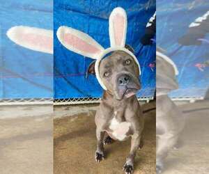 Mutt Dogs for adoption in Abbeville, LA, USA