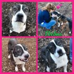 American Staffordshire Terrier Dogs for adoption in Matthews, NC, USA