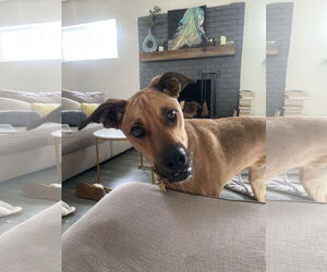 Black Mouth Cur Dogs for adoption in Chandler, AZ, USA