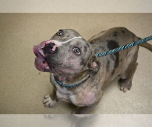 American Pit Bull Terrier Dogs for adoption in Decatur, IL, USA