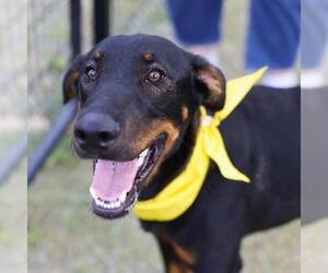 Doberman Pinscher-Unknown Mix Dogs for adoption in San Antonio, TX, USA