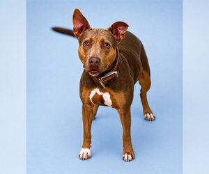 Mutt Dogs for adoption in Westminster, MD, USA