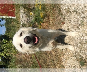 Great Pyrenees Dogs for adoption in Chester, IL, USA