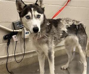 Siberian Husky-Unknown Mix Dogs for adoption in Grand Prairie, TX, USA