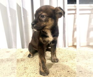 Mutt Dogs for adoption in Dana Point, CA, USA
