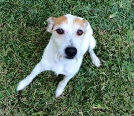 Jack Russell Terrier Dogs for adoption in Lindale , TX, USA