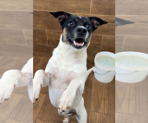 Jack-Rat Terrier Dogs for adoption in Green Forest, AR, USA