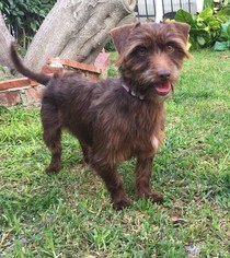 Norfolk Terrier-Unknown Mix Dogs for adoption in Bell Gardens, CA, USA