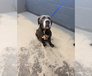American Pit Bull Terrier-Neapolitan Mastiff Mix Dogs for adoption in Tallahassee, FL, USA