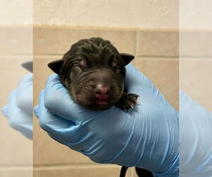German Shepherd Dog Dogs for adoption in San Bernardino, CA, USA