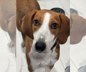 Mutt Dogs for adoption in Woodbury, NY, USA