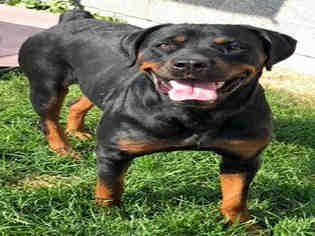 Rottweiler Dogs for adoption in Ogden, UT, USA