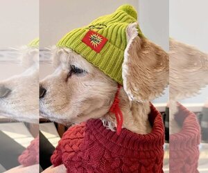 Medium Photo #4 Cocker Spaniel Puppy For Sale in Stephens City, VA, USA