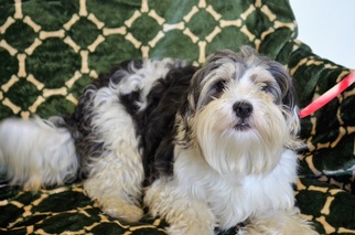 Shih Tzu-Unknown Mix Dogs for adoption in bailey Island, ME, USA