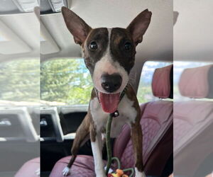 Bull Terrier-Unknown Mix Dogs for adoption in Salt Lake City, UT, USA
