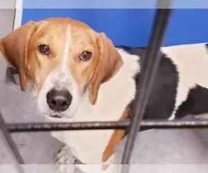 English Foxhound Dogs for adoption in Tavares, FL, USA