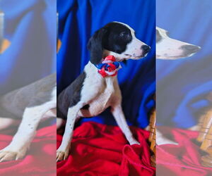 Beagle-Unknown Mix Dogs for adoption in Westwood, NJ, USA