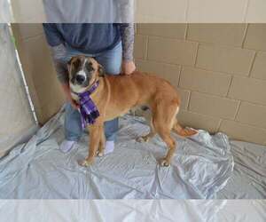 Black Mouth Cur-Unknown Mix Dogs for adoption in McKinney, TX, USA