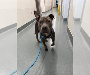 Staffordshire Bull Terrier Dogs for adoption in Baytown, TX, USA