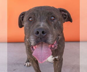 American Pit Bull Terrier-Unknown Mix Dogs for adoption in Pasadena, CA, USA