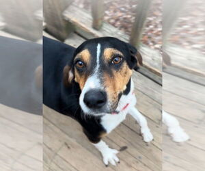 English Foxhound Dogs for adoption in Harrison, AR, USA
