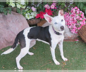Mutt Dogs for adoption in Oklahoma City, OK, USA