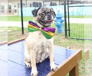 Pug-Unknown Mix Dogs for adoption in San Antonio, TX, USA