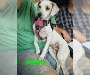 Mutt Dogs for adoption in Marine City, MI, USA