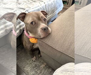 Mutt Dogs for adoption in Jackson Township, NJ, USA