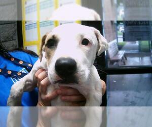 German Shepherd Dog-Unknown Mix Dogs for adoption in Tulsa, OK, USA