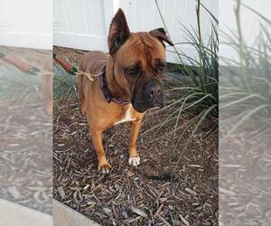 Boxer Dogs for adoption in Costa Mesa , CA, USA