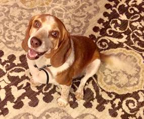Medium Photo #1 Beagle Puppy For Sale in Gulfport, MI, USA