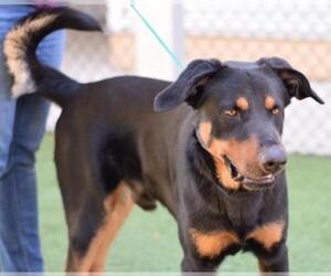 Shepweiller Dogs for adoption in Houston, TX, USA