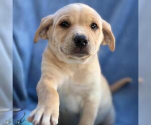 Golden Labrador Dogs for adoption in San Diego, CA, USA