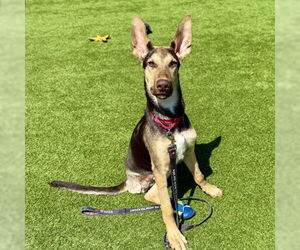 Doberman Pinscher-Unknown Mix Dogs for adoption in San Francisco, CA, USA