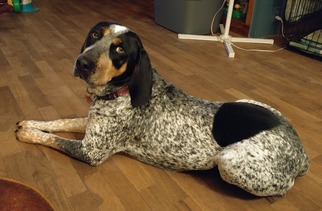 Small Bluetick Coonhound