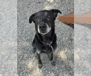 Labrador Retriever-Unknown Mix Dogs for adoption in Palmetto, FL, USA