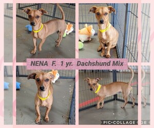 Dachshund Dogs for adoption in Mesa, AZ, USA