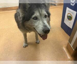 Siberian Husky Dogs for adoption in Martinez, CA, USA